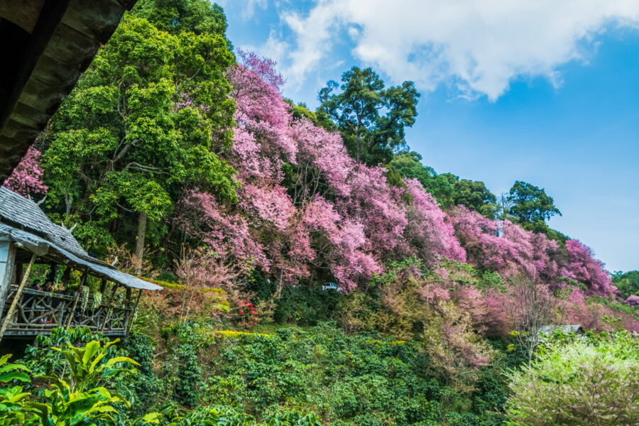 cerisiers en fleur sakura khun chang khian highland agricultural research and training station doi pui