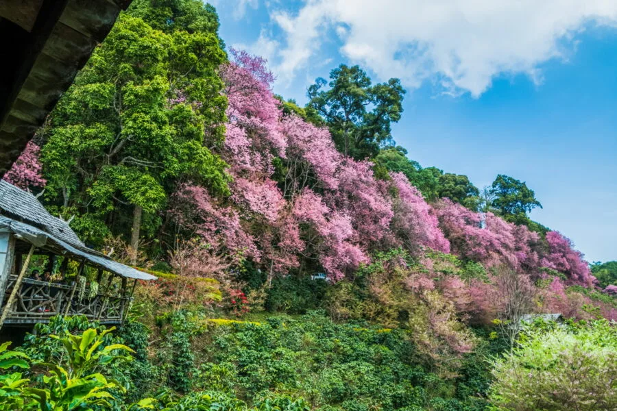 cherry blossom sakura khun chang khian highland agricultural research and training station doi pui
