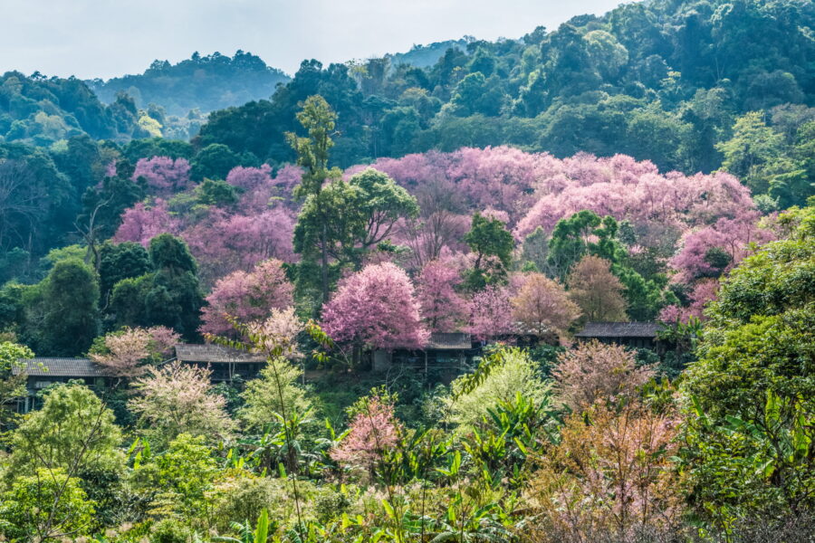 cerisiers en fleur sakuras doi pui