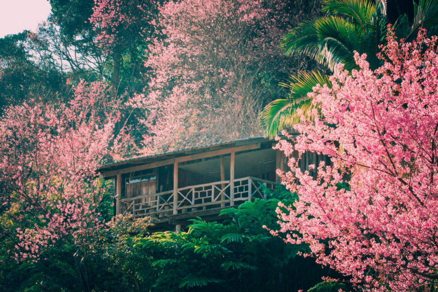 ornamental cherry trees in bloom in the Doi Pui garden