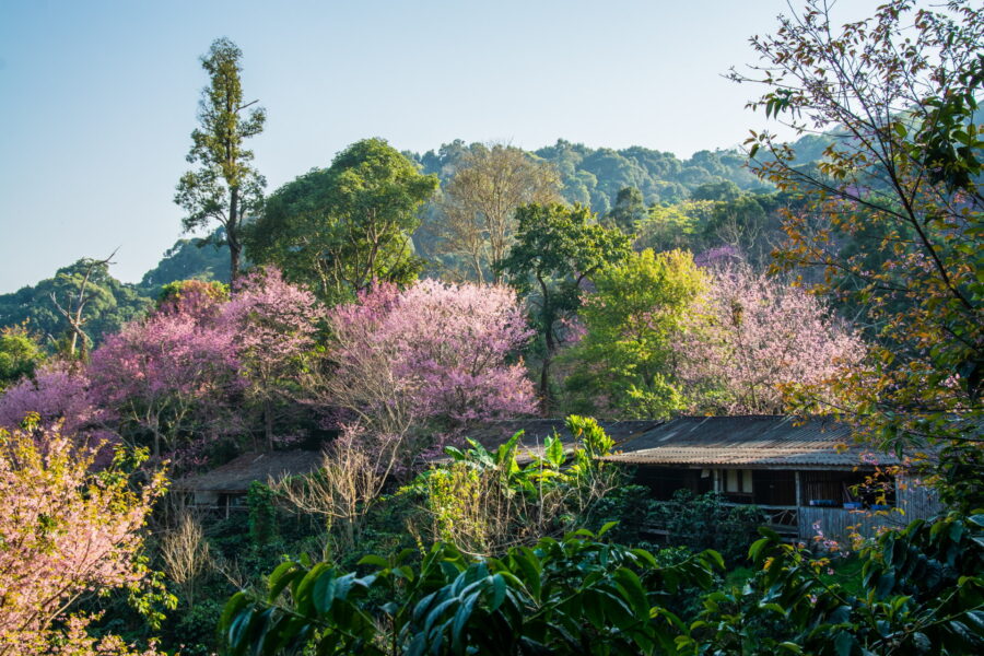 Ornamental cherry trees in bloom at Doi Pui Chiang Mai Garden