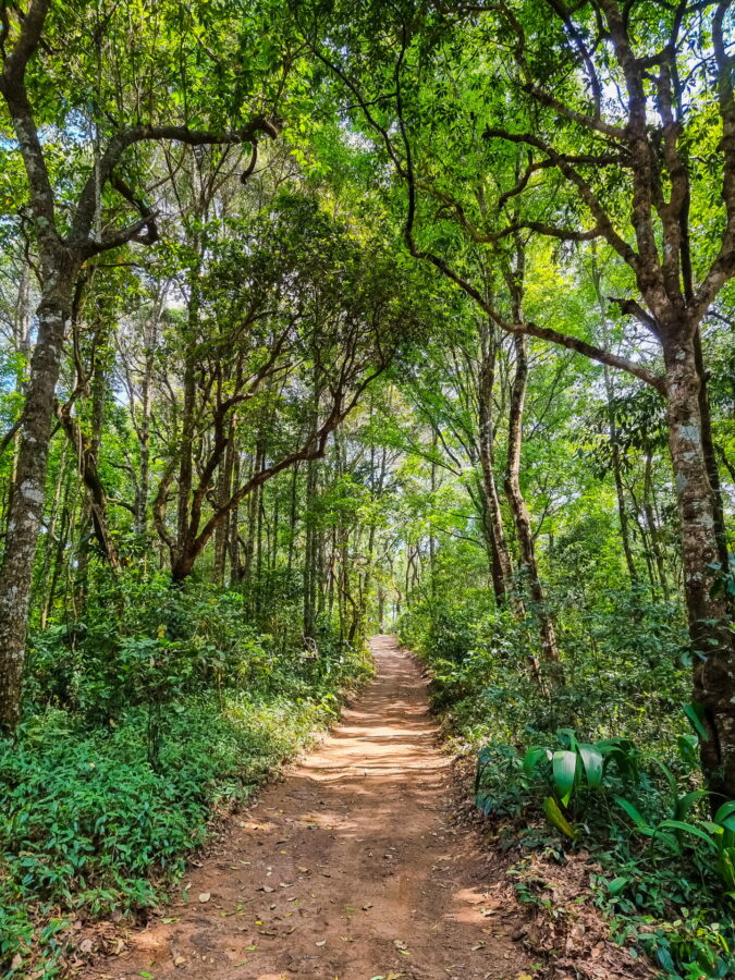 chemin de forêt menant san ku doi pui chiang mai