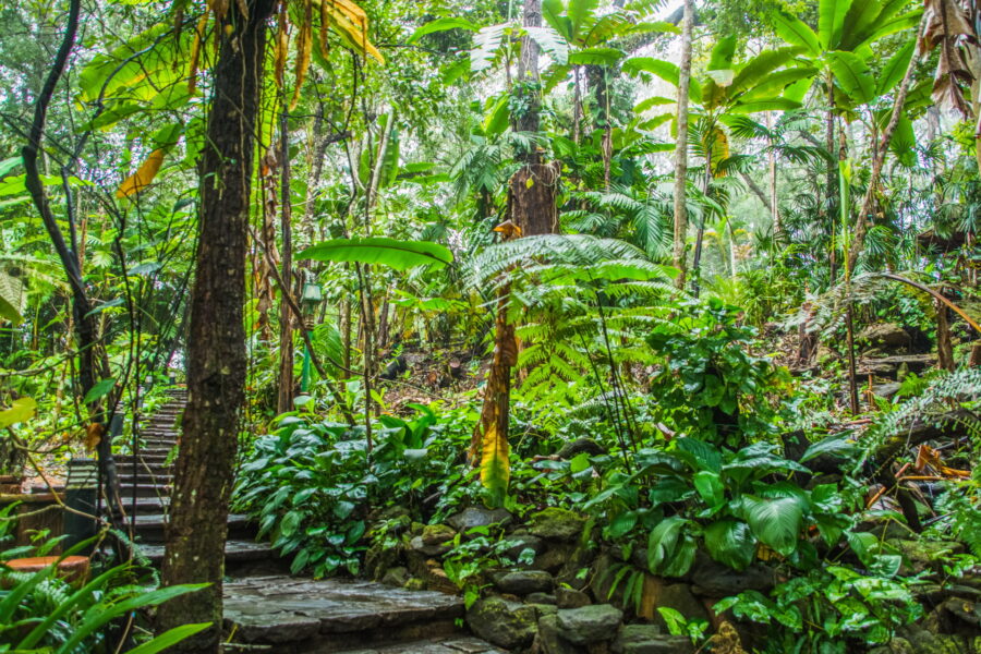 forest path bhubing palace doi suthep chiang mai