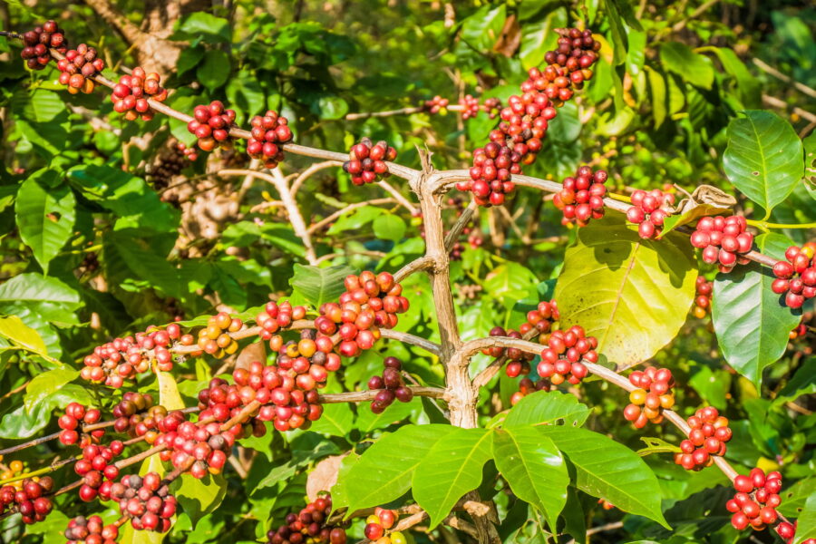 grains de cafés sur caféier au doi pui