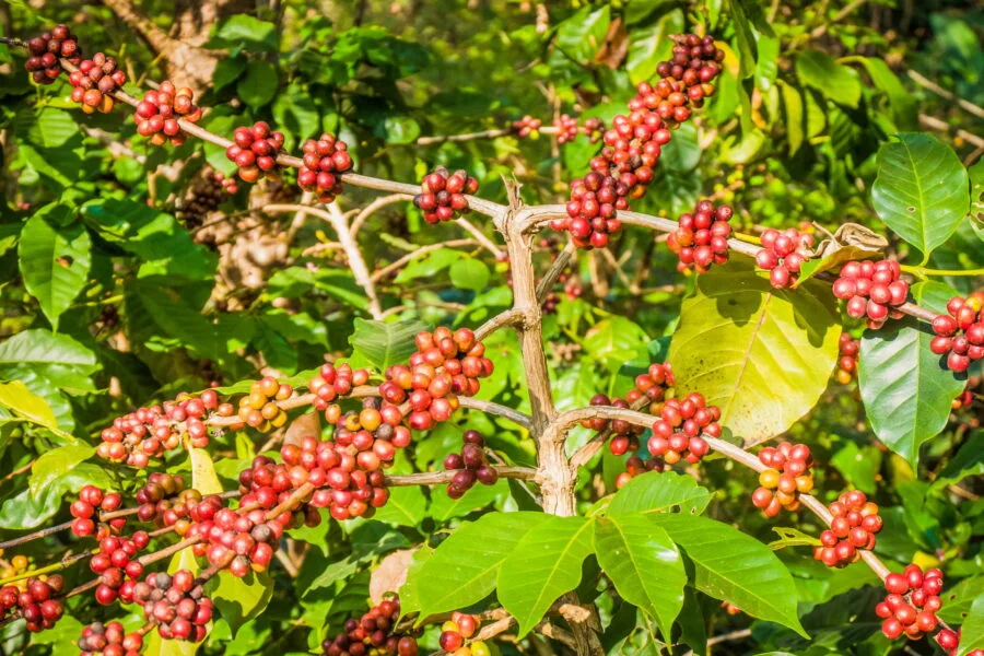 coffee beans on coffee tree at doi pui