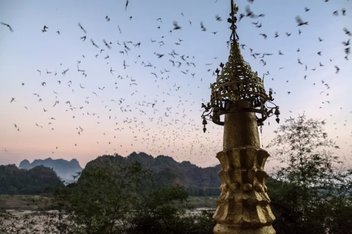 bat cave show hpa in burma