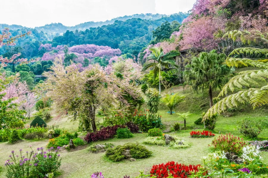 garden of khun chang khian highland agricultural research and training station doi pui