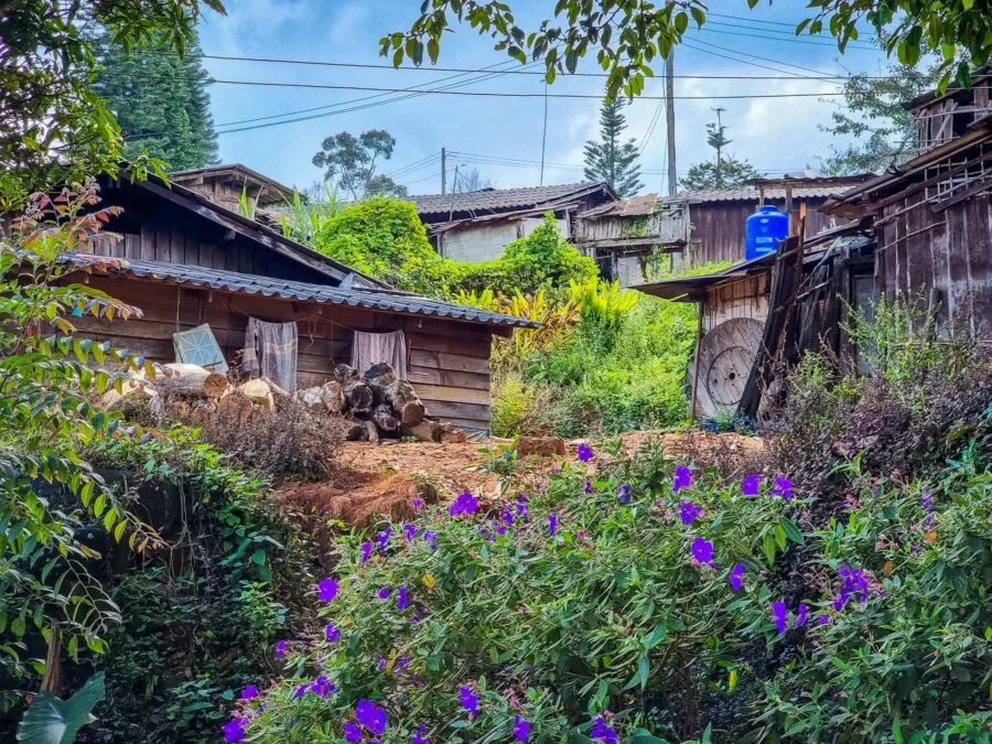 houses in the Hmong village of Khun Chang Khian Doi Pui