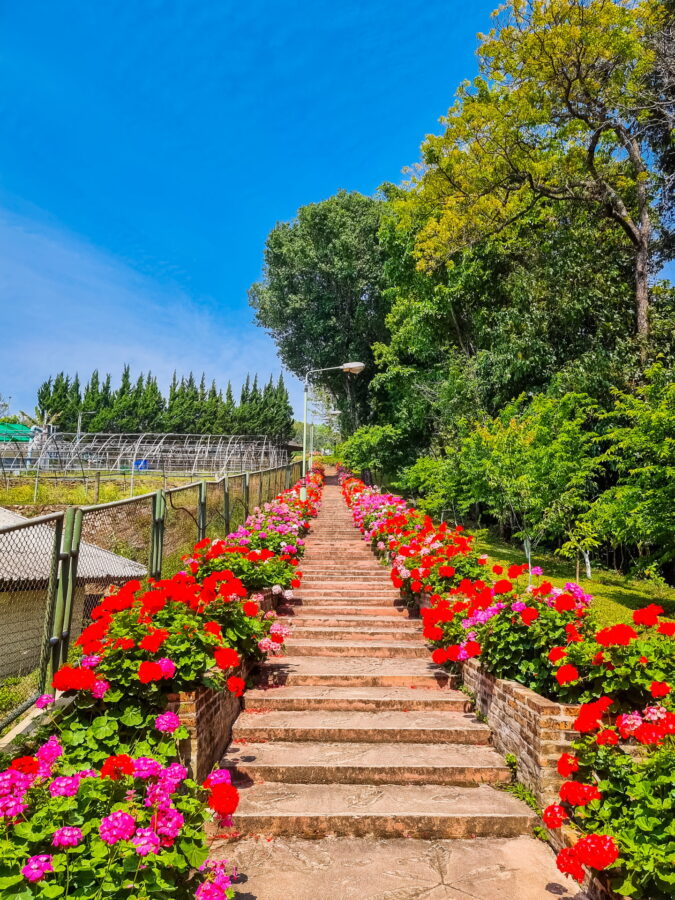 climb to the reservoir bhubing palace doi suthep chiang mai