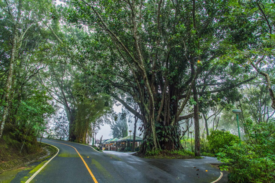 Bhubing Palace winter fog Doi Suthep Chiang Mai