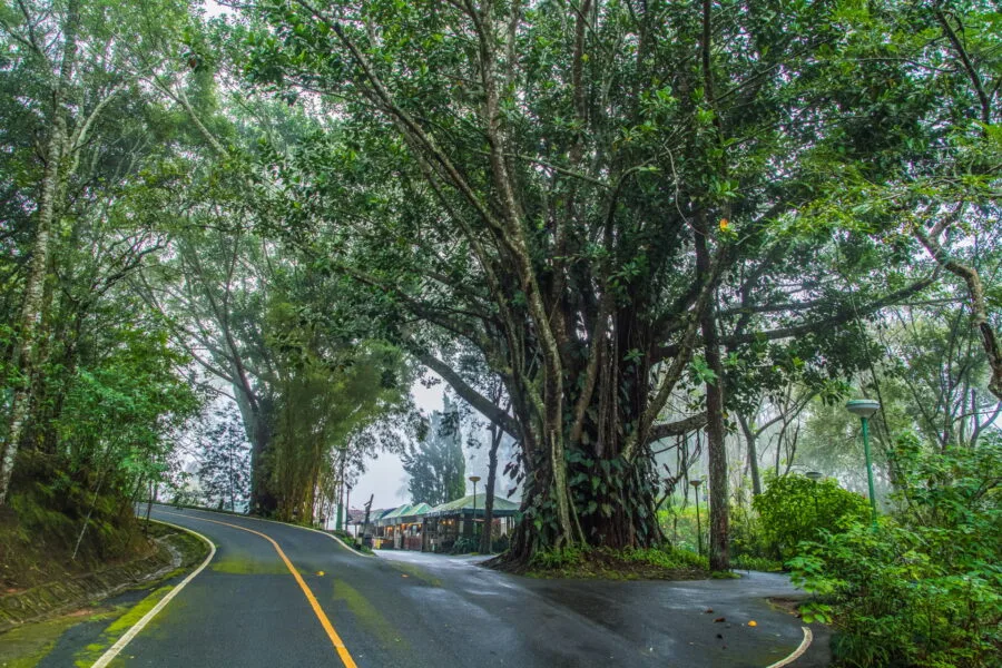 Bhubing Palace winter fog Doi Suthep Chiang Mai