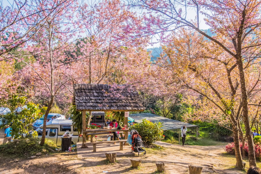 parking avec cerisiers en fleur khun chang khian highland agricultural research and training station doi pui