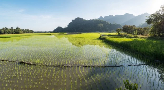 landscape rice field hpa an burma