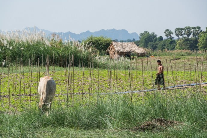agriculture bord riviere hpa an birmanie