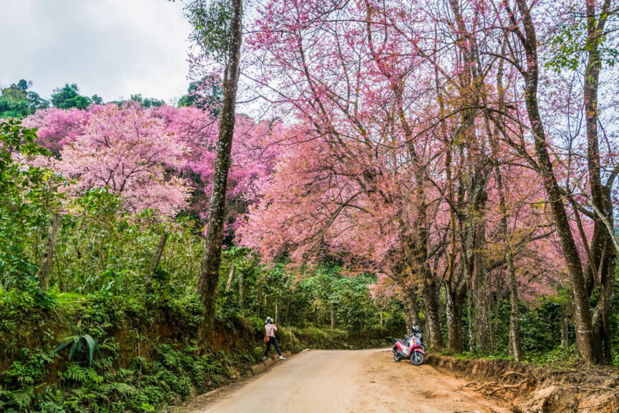 route bordée de cerisiers en fleur doi pui