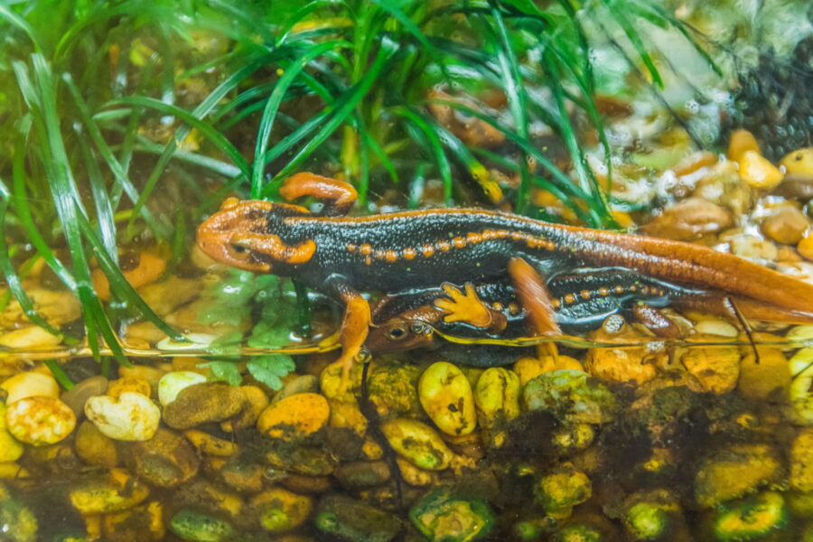 salamander in the gardens of Bhubing Palace Chiang Mai