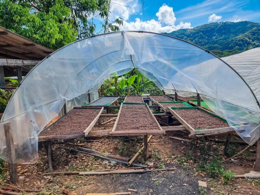 Coffee drying in a greenhouse in the Hmong village of Khun Chang Khian Doi Pui