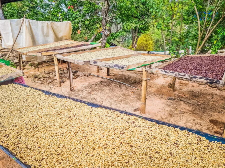 drying coffee on a wooden rack khun chang khian doi pui