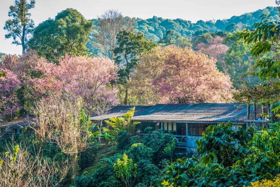 small cafe at khun chang khian highland agricultural research and training station du doi pui