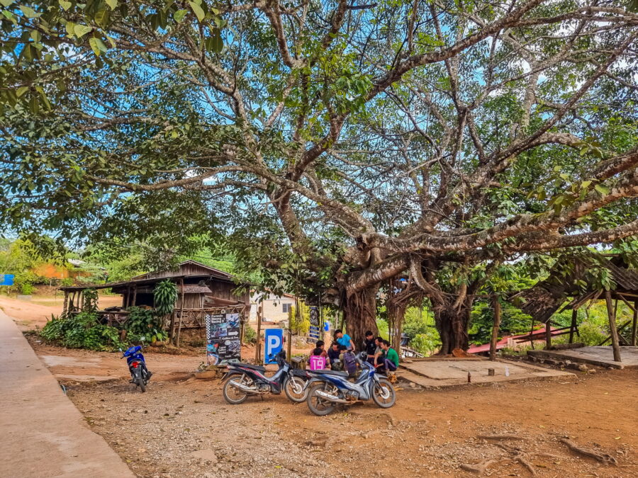superb tree in the village khun chang khian doi pui chiang mai