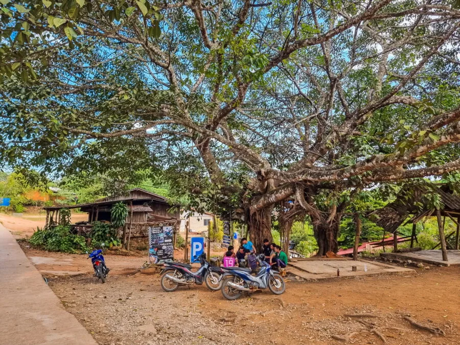 superb tree in the village khun chang khian doi pui chiang mai