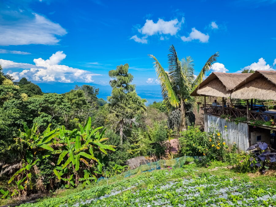 view suai coffee khun chang khian doi pui