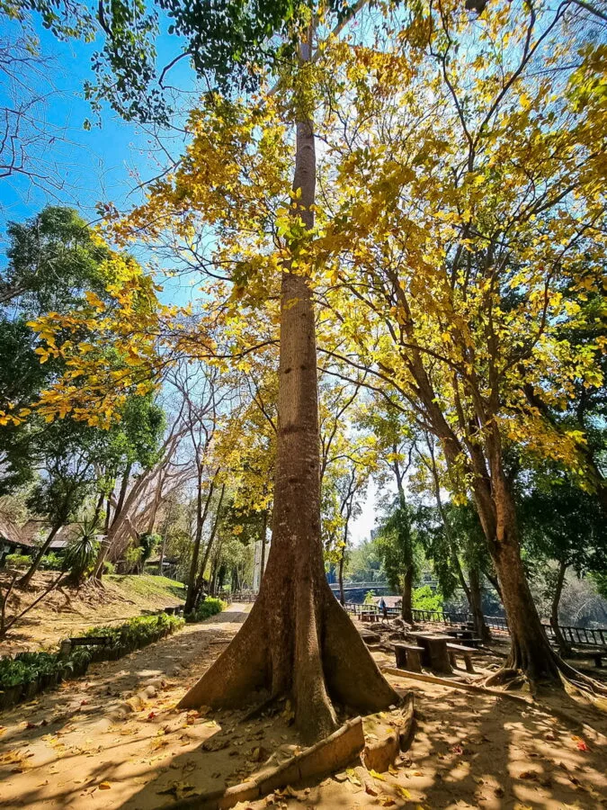 tree at sai yok yai kanchanaburi national park