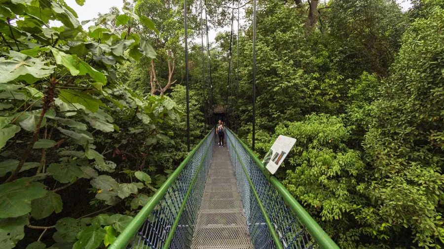 suspension bridge at mac ritchie reservoir singapore