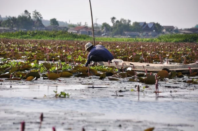 South Thailand Pattalung Lake
