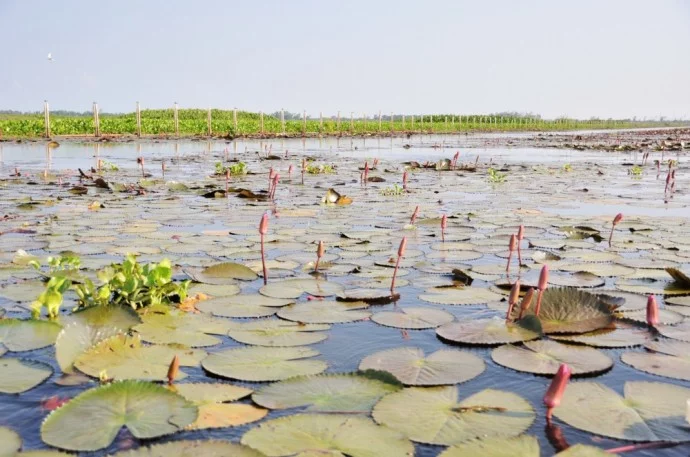 South Thailand Pattalung Lake