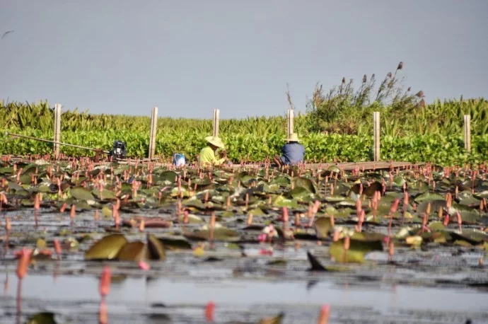 South Thailand Pattalung Lake