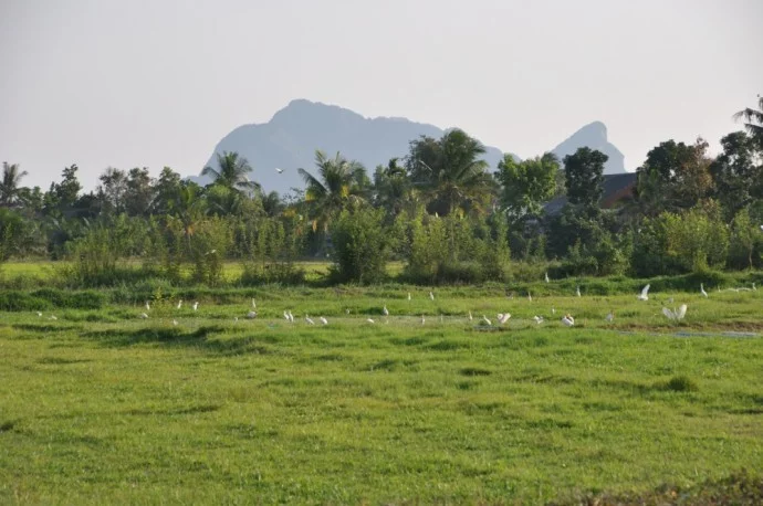 South Thailand Pattalung countryside