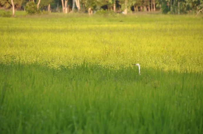 South Thailand Pattalung countryside