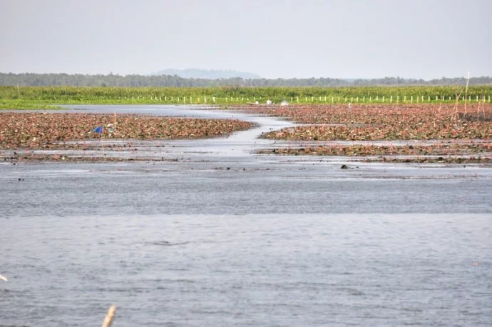 South Thailand Pattalung Lake