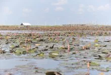 South Thailand Pattalung Lake