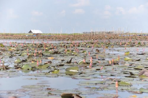 Sud Thailande lac Pattalung