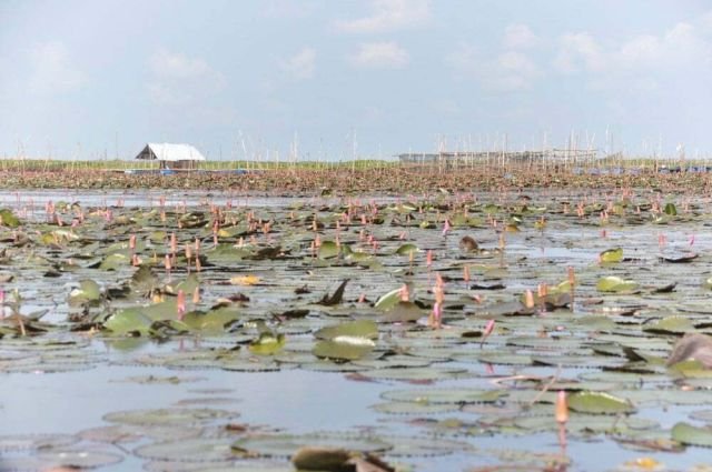 Sud Thailande lac Pattalung