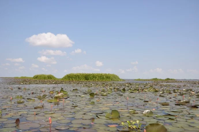 South Thailand Pattalung Lake