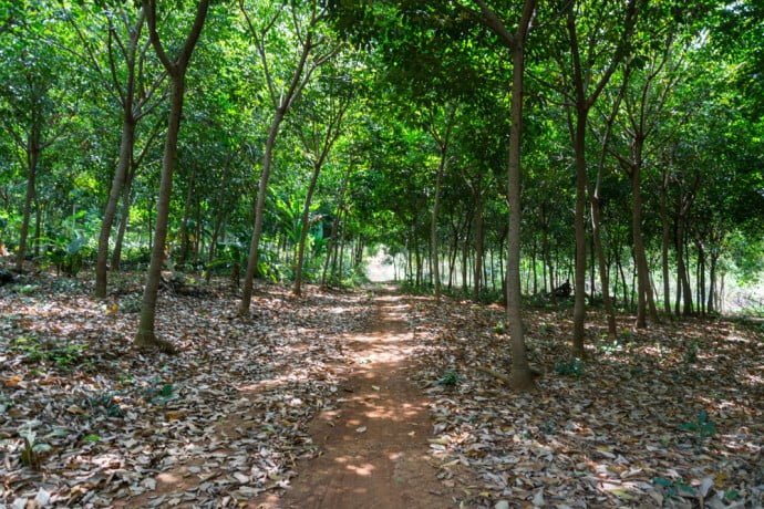 chemin a travers plantation heveas ile de koh-mak-thailande