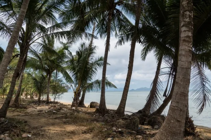 coconut trees lining the beach of Laem Son Ko Mak