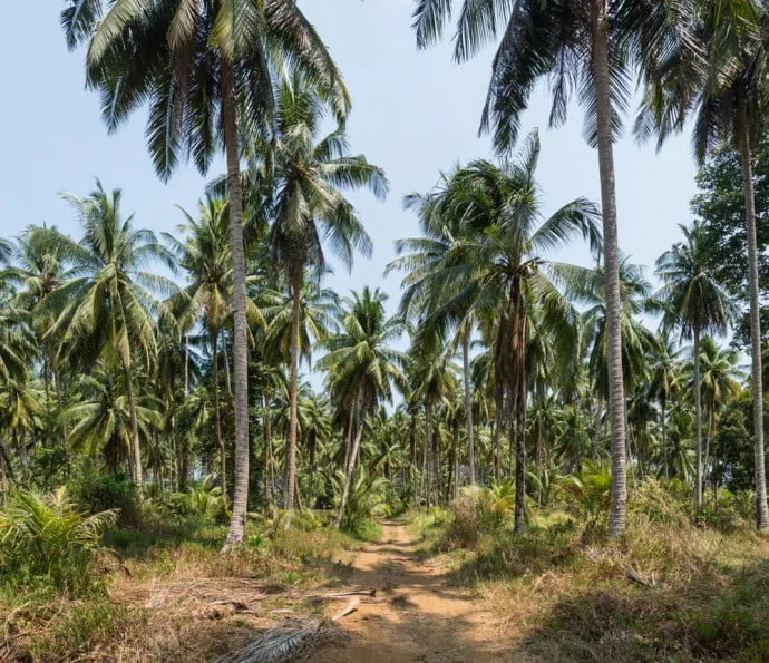 coconut trees koh mak