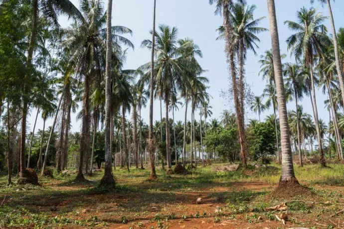 coconut trees koh mak thailand