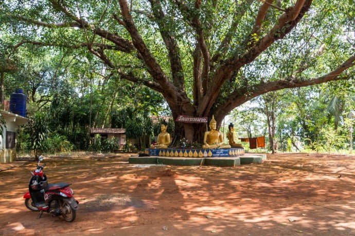 grand arbre au temple de ko mak thailande