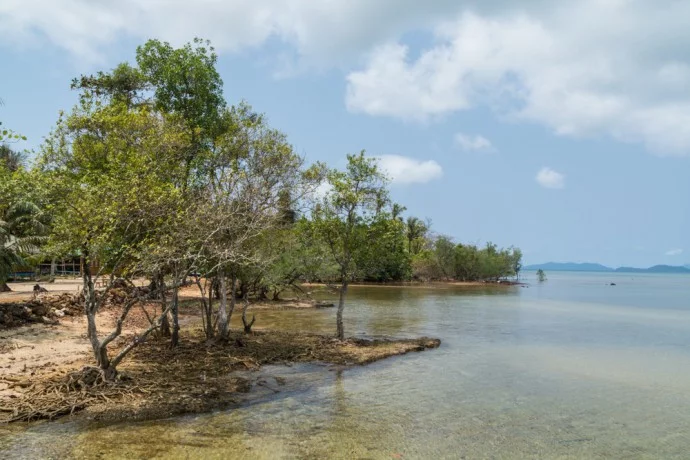 mangrove towards ao tan north of ko mak