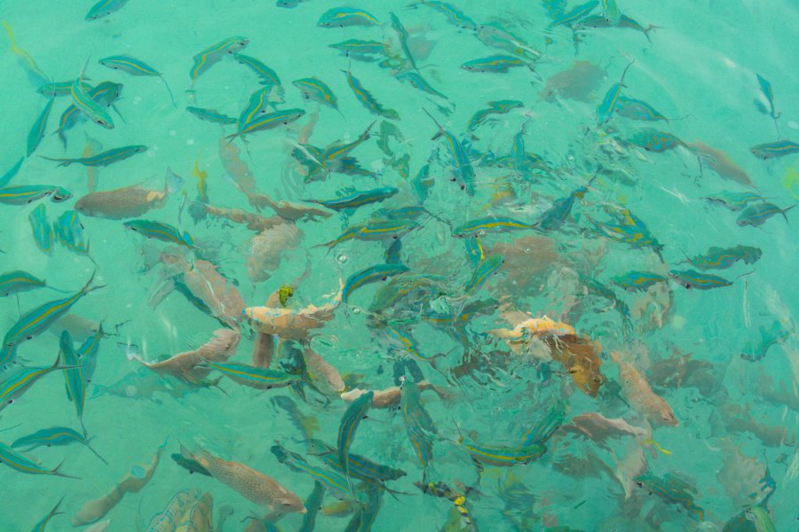 snorkeling koh rang
