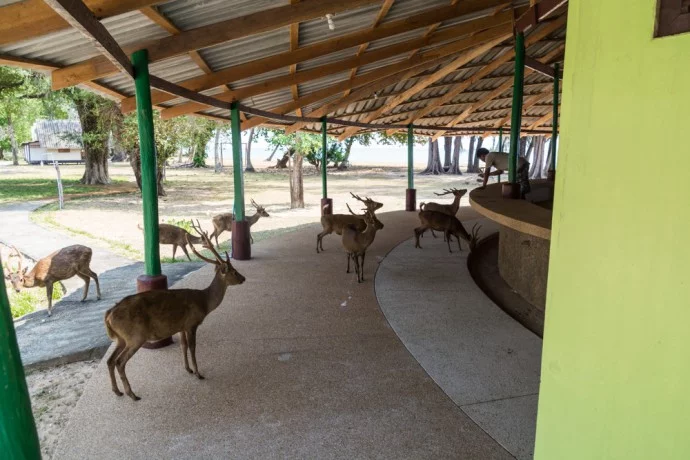 deer island koh kradat