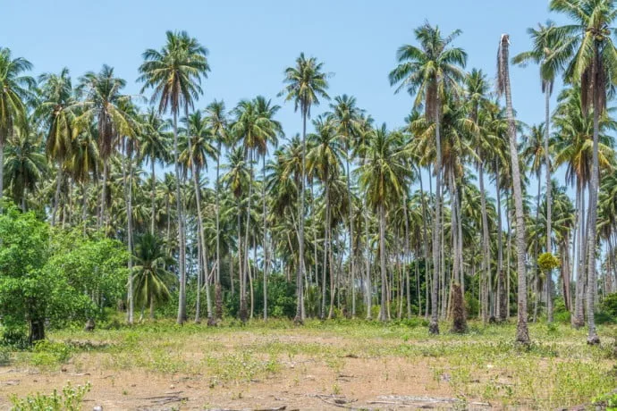 deer island koh kradat