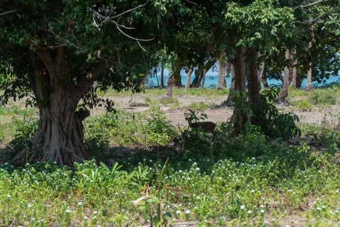 deer island koh kradat
