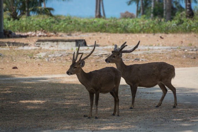 cerfs koh kradat