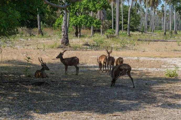 deer koh kradat